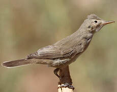 Eastern Olivaceous Warbler