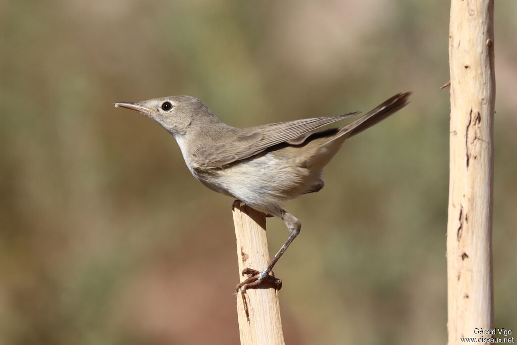 Eastern Olivaceous Warbleradult