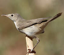 Eastern Olivaceous Warbler