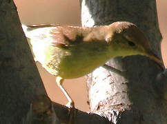 Melodious Warbler