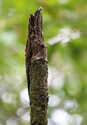 Common Potoo