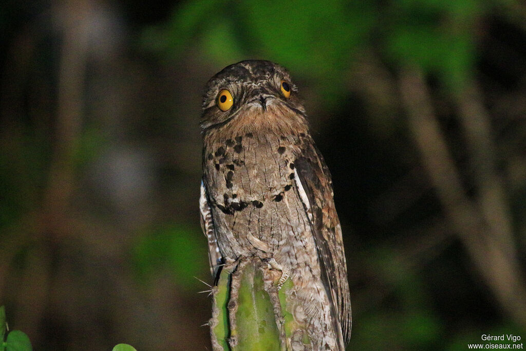 Common Potooadult