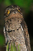 Common Potoo