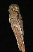 Common Potoo