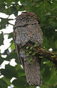 Common Potoo