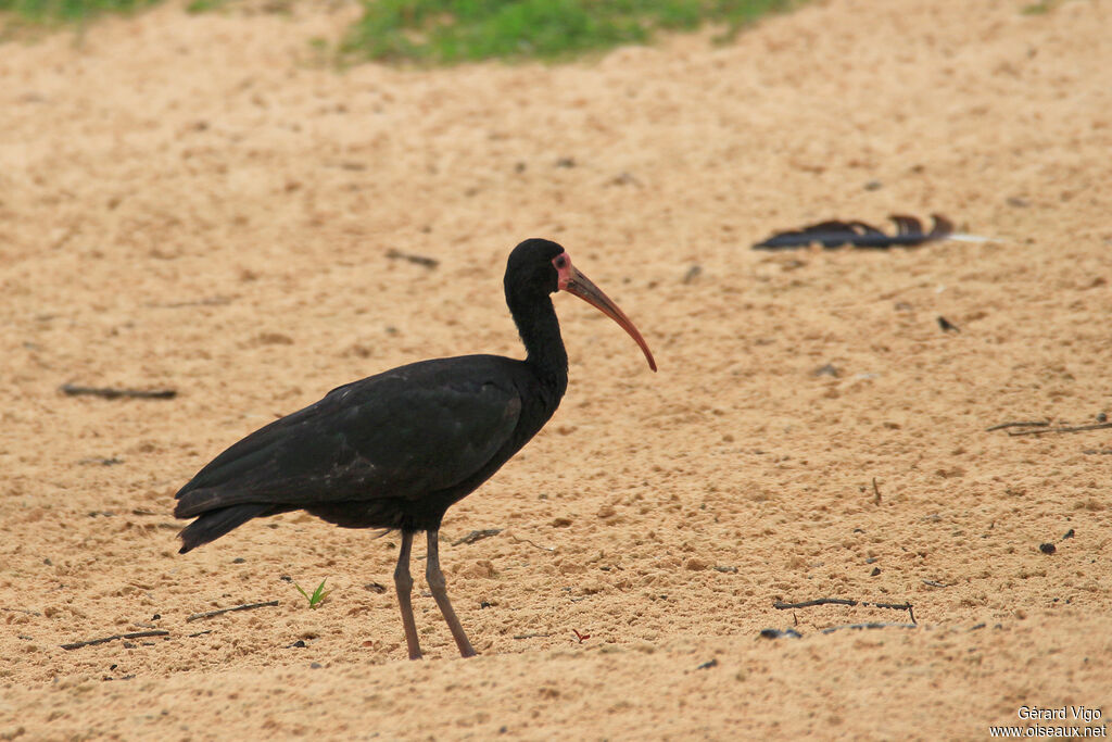 Bare-faced Ibisadult, identification