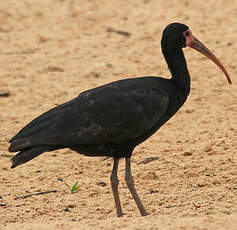 Ibis à face nue