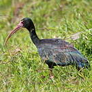 Ibis à face nue