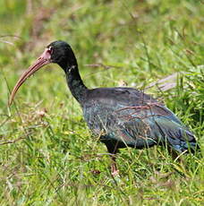 Ibis à face nue