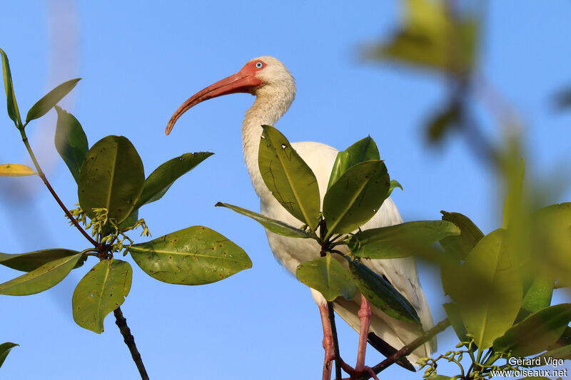 Ibis blancadulte