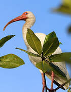 American White Ibis