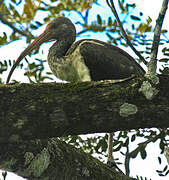 American White Ibis