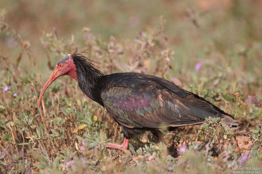 Northern Bald Ibisadult