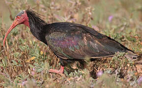 Northern Bald Ibis