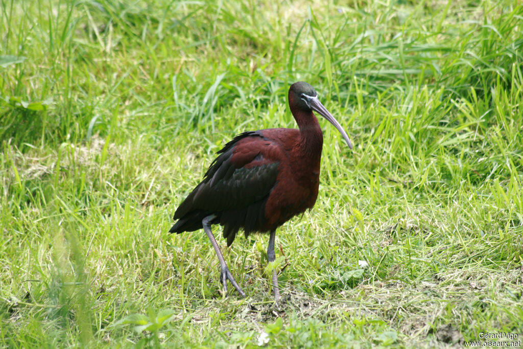 Ibis falcinelleadulte