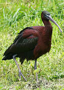 Glossy Ibis