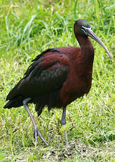 Ibis falcinelle