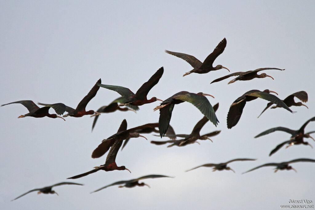 Glossy Ibisadult, Flight