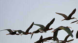 Glossy Ibis