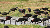 Ibis falcinelle