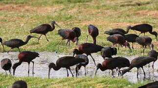 Glossy Ibis