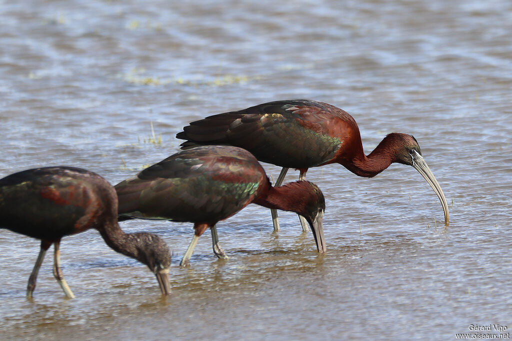 Ibis falcinelleadulte nuptial