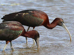 Ibis falcinelle