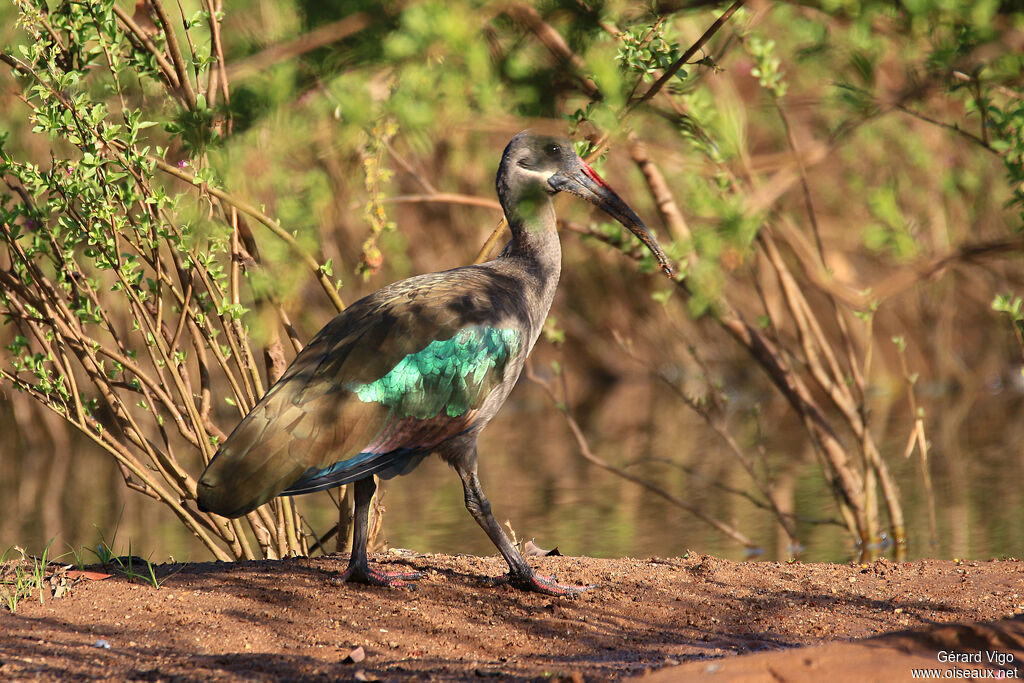 Ibis hagedashadulte