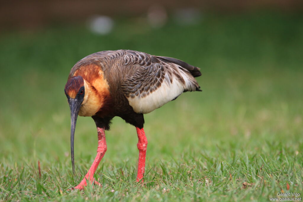 Buff-necked Ibisadult