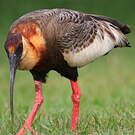 Ibis mandore
