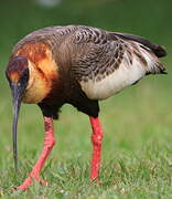 Buff-necked Ibis