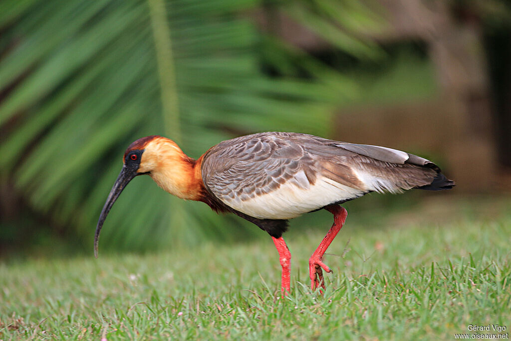 Buff-necked Ibisadult