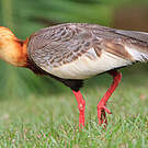 Ibis mandore