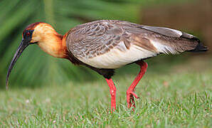 Buff-necked Ibis