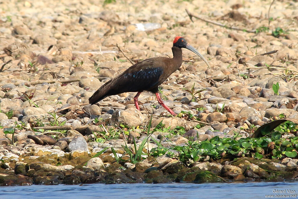 Ibis noiradulte