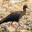 Ibis noir