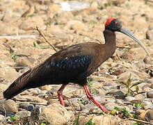 Red-naped Ibis