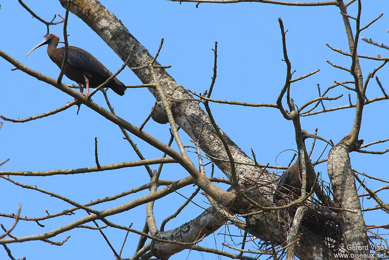 Red-naped Ibis adult