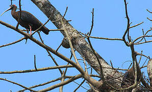 Red-naped Ibis