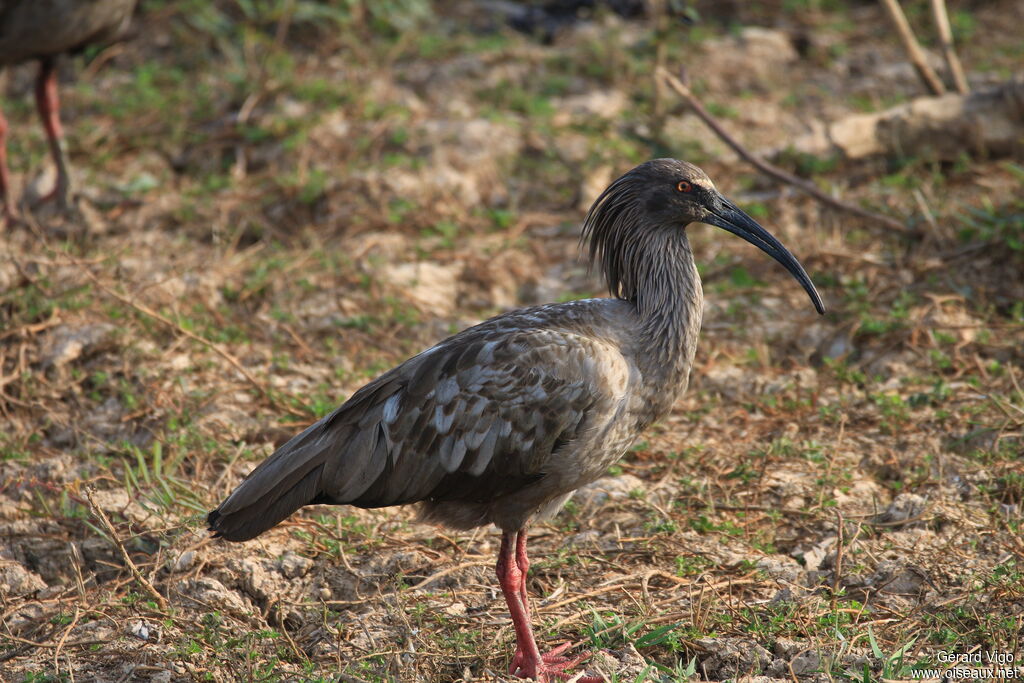 Ibis plombéadulte