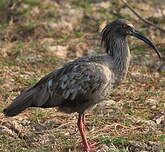 Ibis plombé