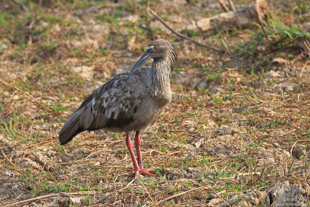 Ibis plombéadulte