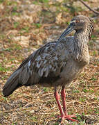 Plumbeous Ibis