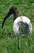 African Sacred Ibis