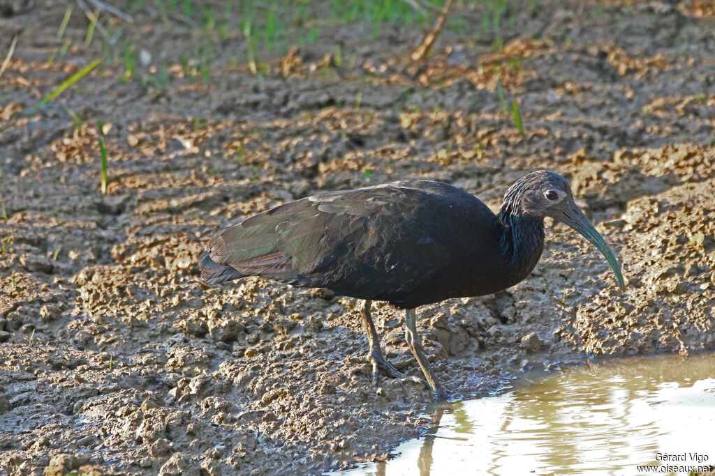 Ibis vertadulte