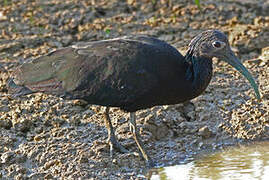 Green Ibis