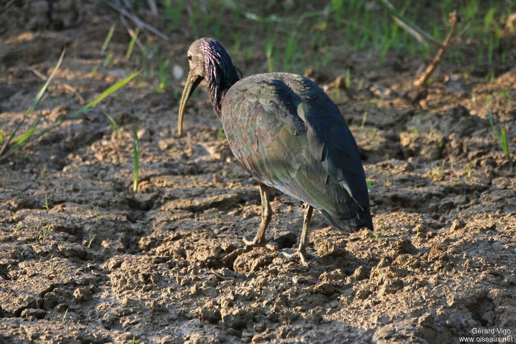 Ibis vertadulte