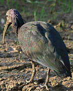 Green Ibis