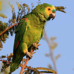 Amazone à front bleu