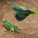 Amazone à front jaune